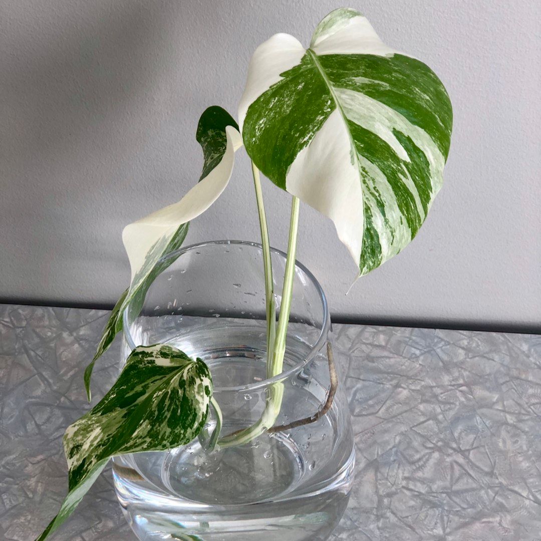 Monstera Variegata