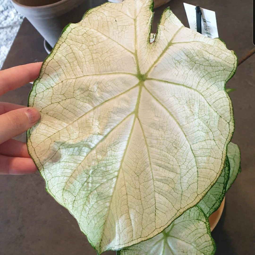 Caladium June Bride